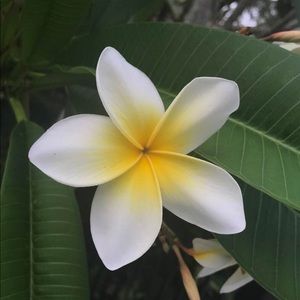 Meet your Posher, Dawn